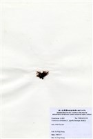 藏品(縱胞藻)的圖片